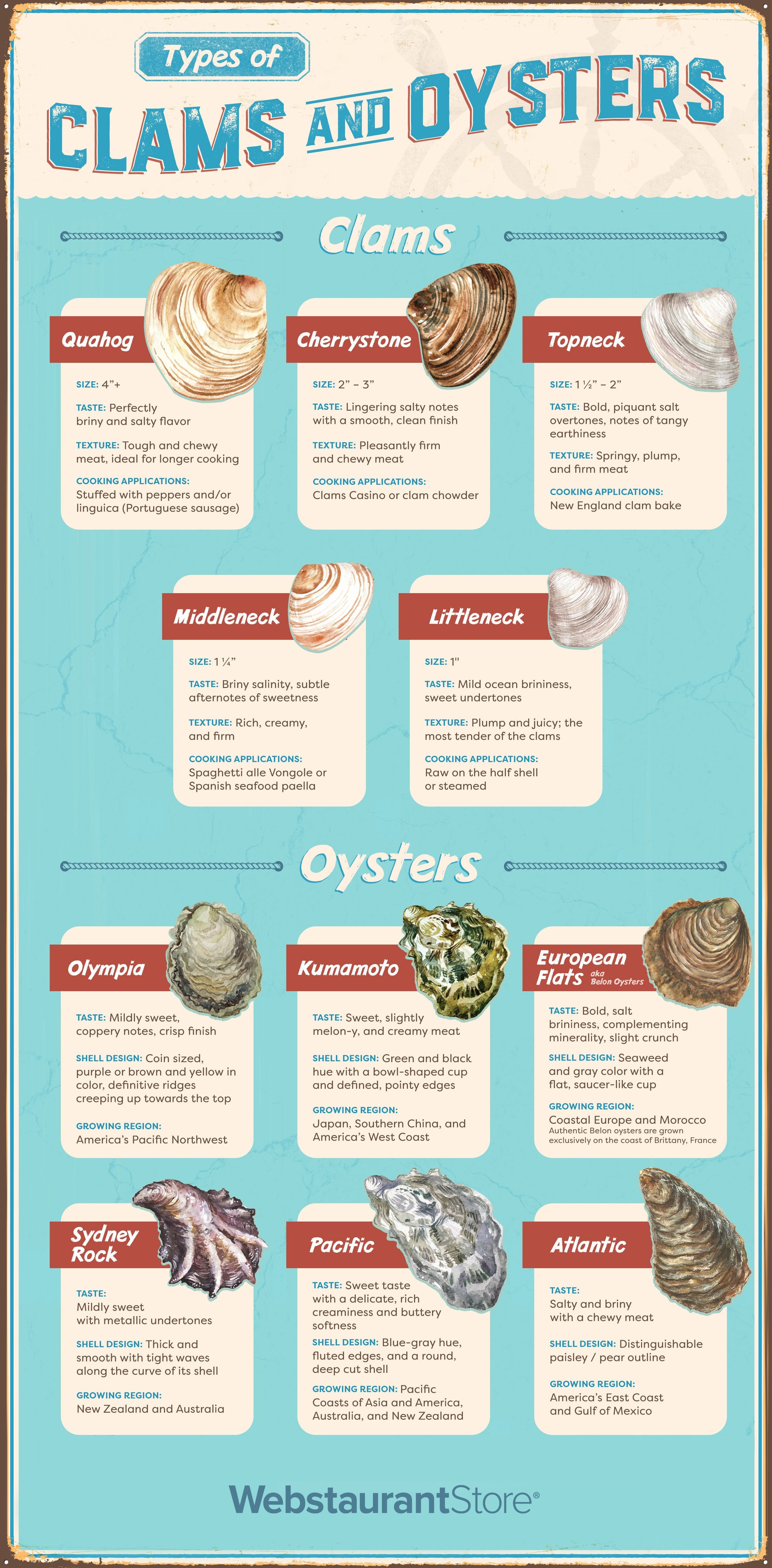 Types of Clams and Oysters Infographic